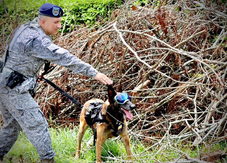Caninos militares entrenados para salvar vidas