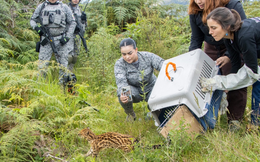 Liberación de Tigrillo